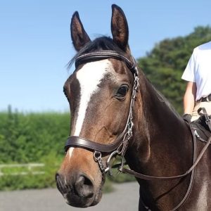 Performance Anatomical Bridle