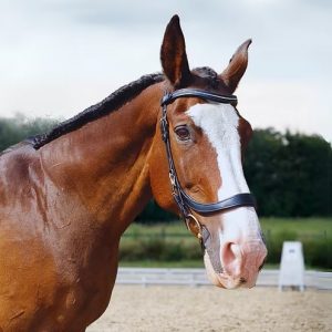 Cavesson Anatomical Bridle
